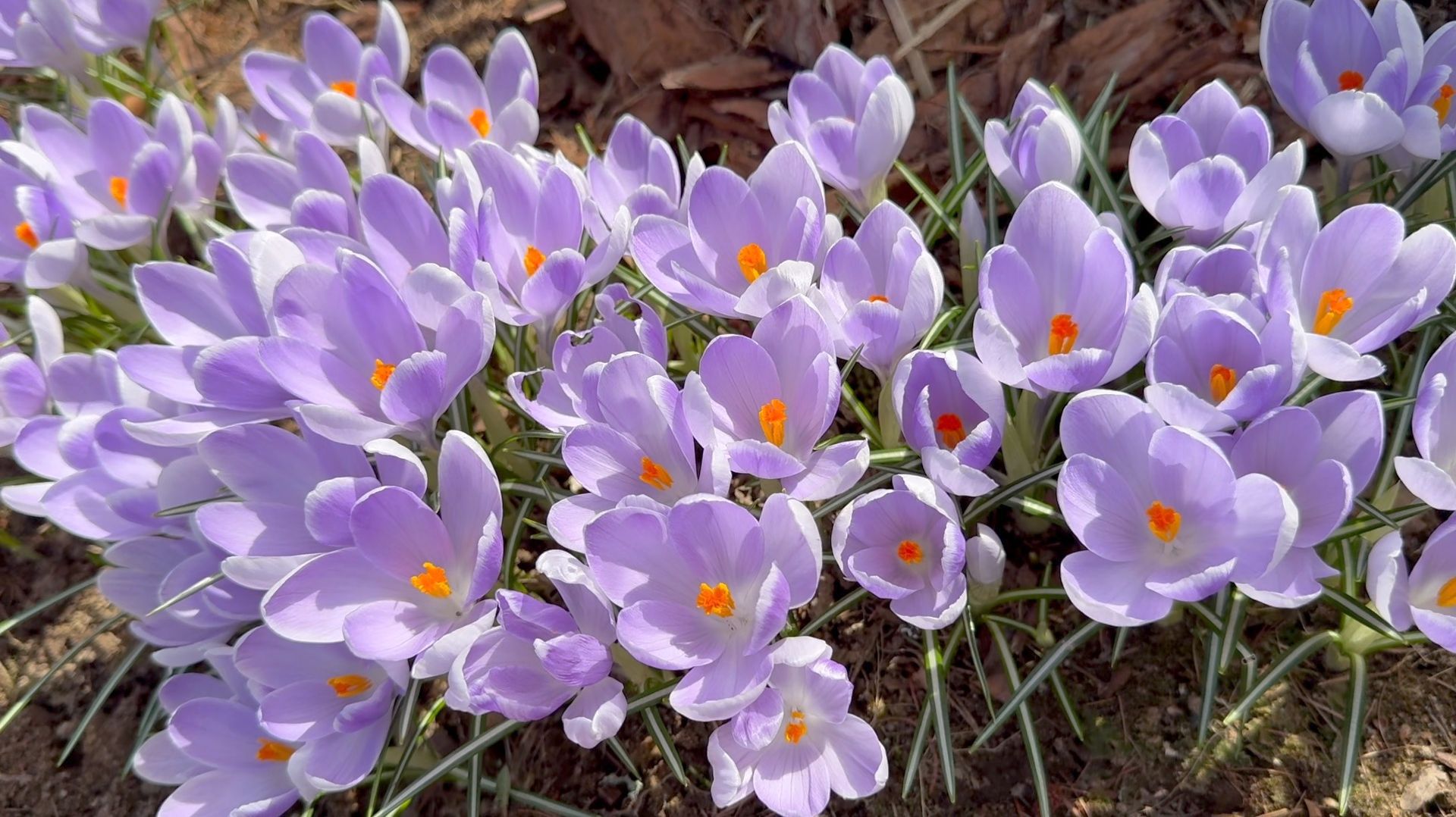 Апрель в Саду 14 и 16 апреля 2026