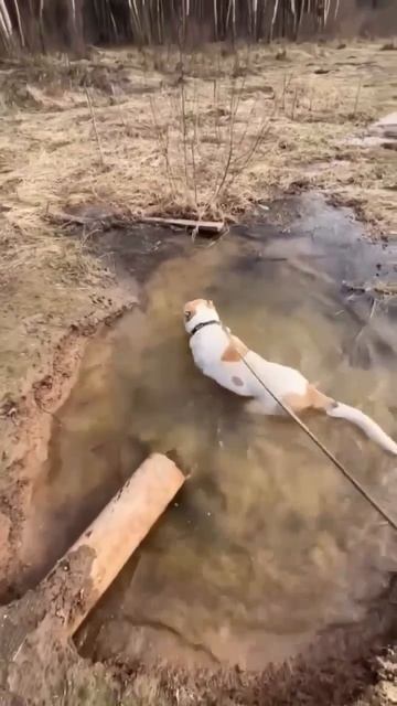 Солнечный красавец САО Янтарь 🍀ищет 🏠❗Пост в описании 🎥#dog #animals #собака #алабай #любовь #сао