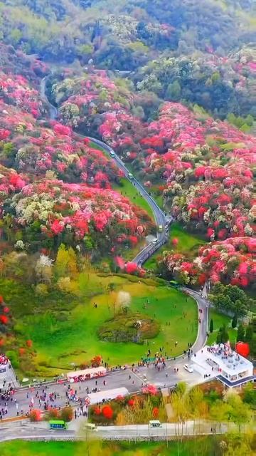 Лесной парк рододендронов Гуйчжоу Байли