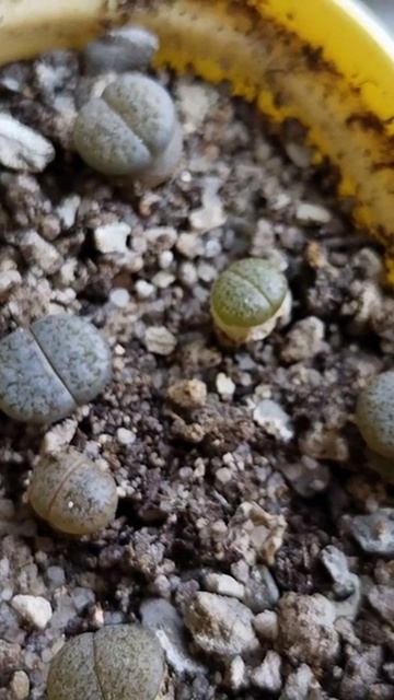 Литопсам 7-8 месяцев. Более подробно https://rutube.ru/video/fffa0efc312983722d6d7649d586b54c/