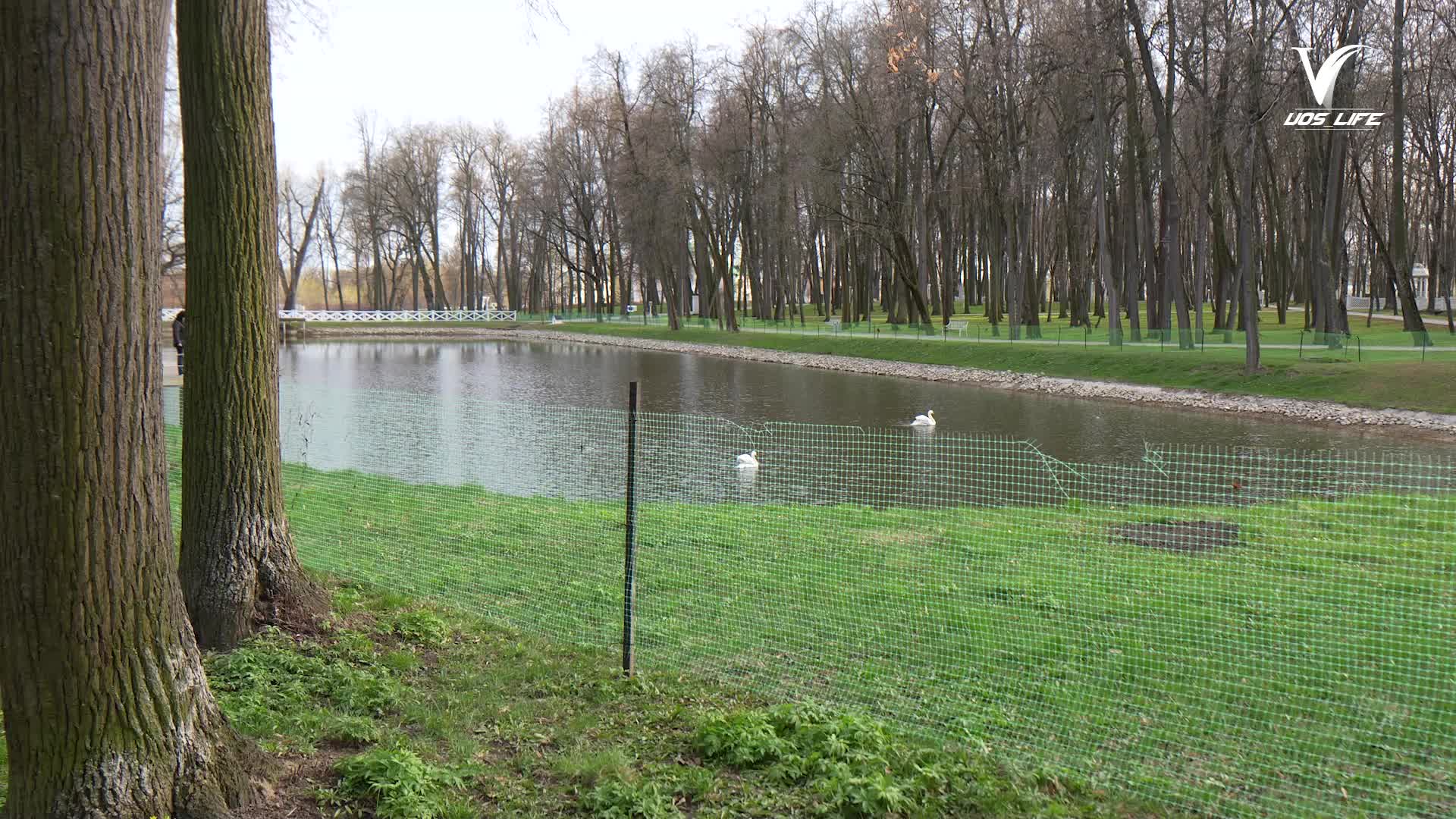 Лебеди вернулись в Кривякино: в парке появились новые обитатели