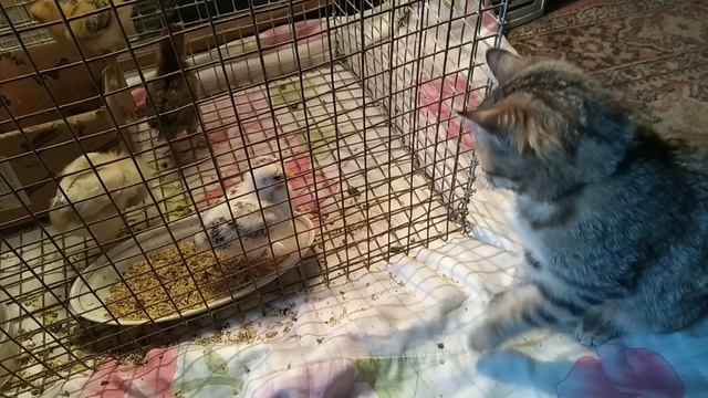 наше куролевство