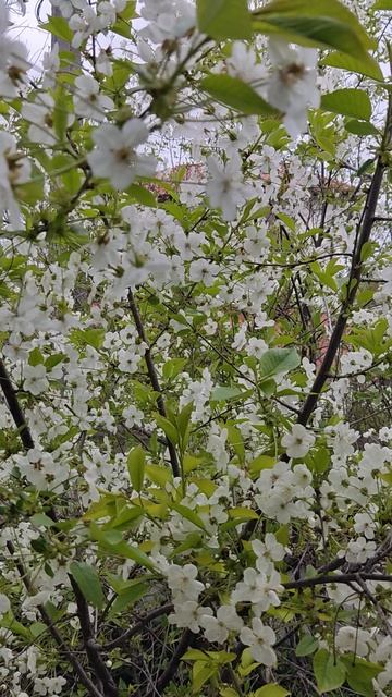 VID_20260421_185306 ПЕНИЕ ПТИЦ