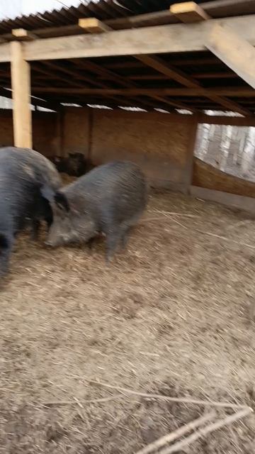 Охота на Кабана