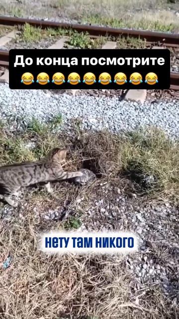 Видео от Йо видео и мемы