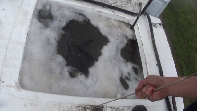 Толстолобик для экосистемы: рыба, которая очищает воду