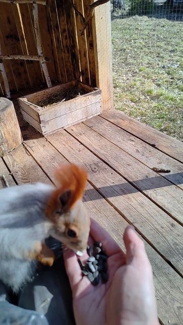 Белка Рон кушает семечки с руки