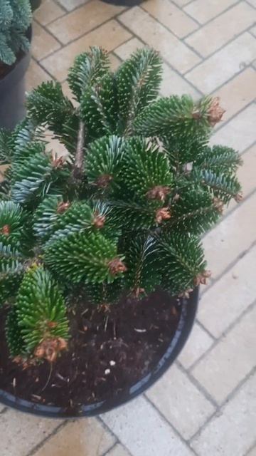 ❤🌲Пихта нордмана Добричовиц 
✔Продажа растений в макс и телеграм канале: https://t.me/love_is_hvoiny