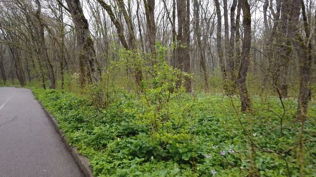 Ставрополь.Лес (Часть 1)