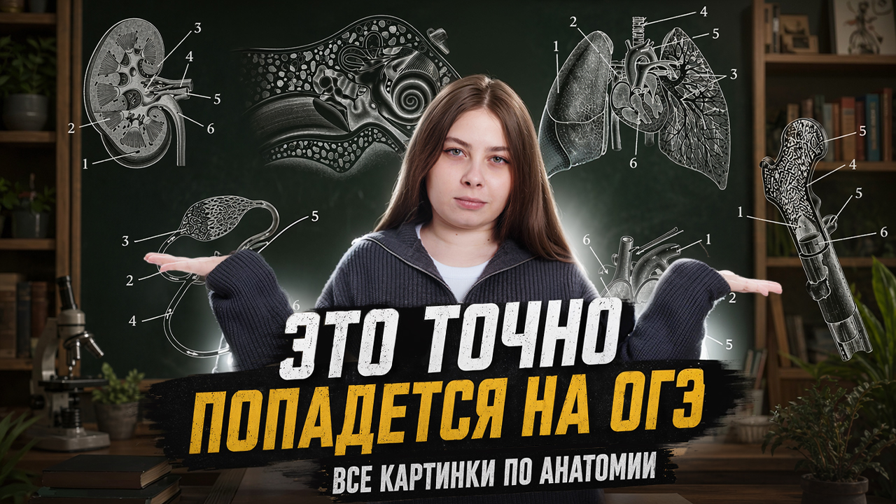 ВСЕ КАРТИНКИ ПО АНАТОМИИ ДЛЯ ОГЭ по биологии | Кристина Мельникова | Умскул