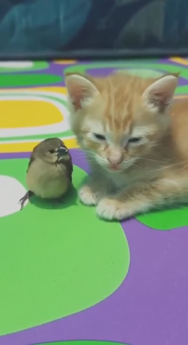 Птичий друг