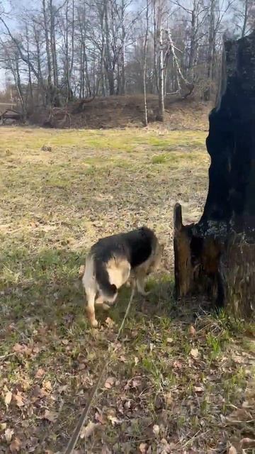 Клэр на прогулке