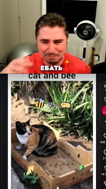 Кошечки против пчёл! 🐈⬛🆚🐝