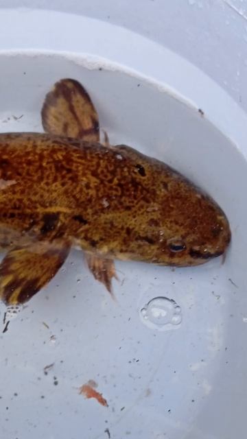 1000006628.mp4налим