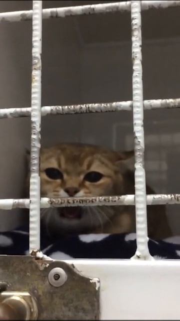 Смешные коты #смех #ржака #коты