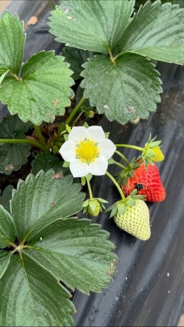 Урожай клубники: как вырастить и ухаживать #клубника #садоводство #урожай