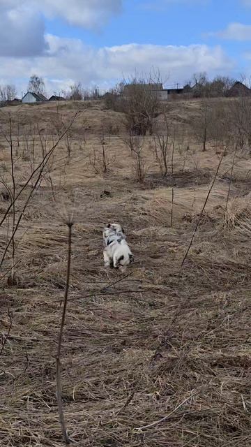 Грязная, но довольная собака.