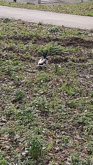 СЕЛЕЗЕНЬ ГУЛЯКА