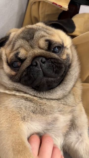 Милый мопсик