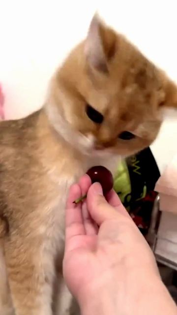 Заставка для видео РЫЖИЙ КОТ НЕХОЧУХА № 539