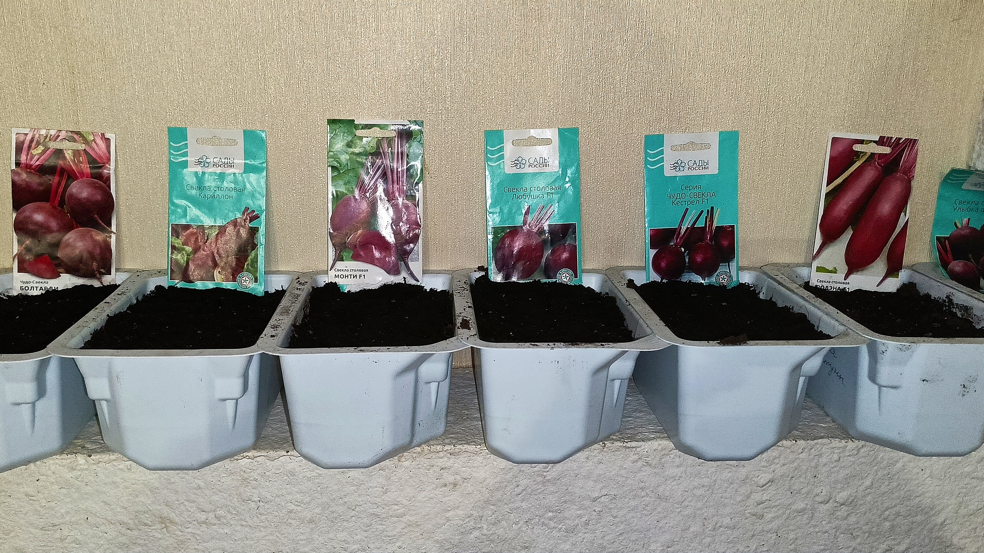 22.04.26 Посеяла свёклу.Рассадный способ мне удобен