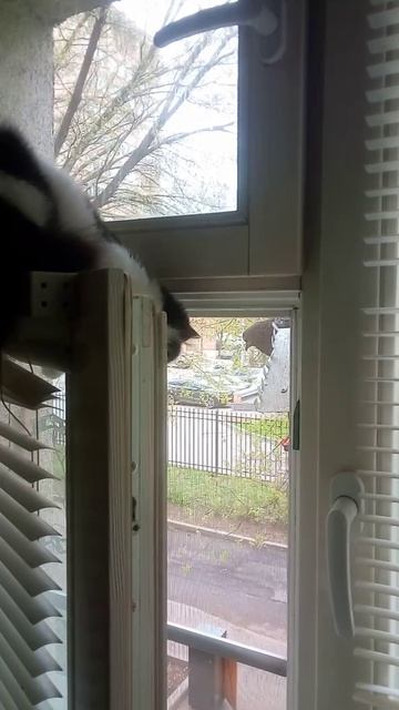 Хищница в засаде