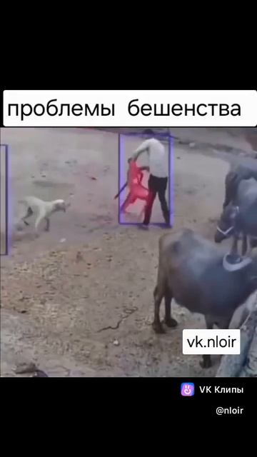 Бешеная или дерзкая? 🤔 Пёсель.