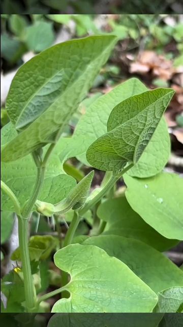 Привет, бабуль! Цветок-грамофон #shorts