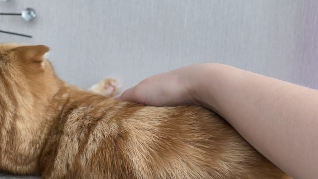 есть ли там симбублик? 👀🧐😀🐱