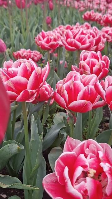 Тюльпаны в Севастополе