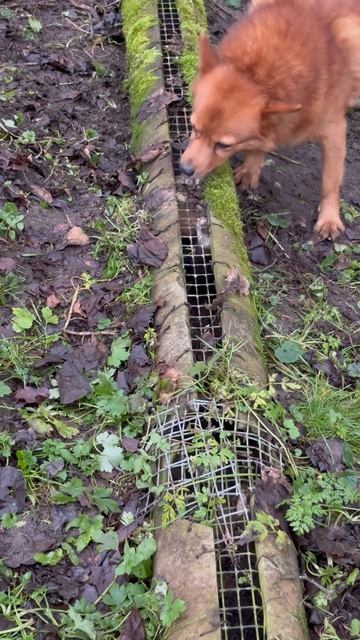 Яра РАБОТАЕТ! Yara is WORKING!