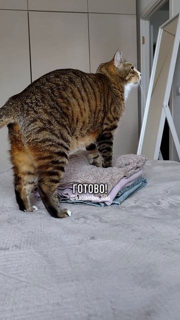 Мой кот, когда оставляю одежду на кровати😅