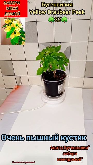 Бугенвилия