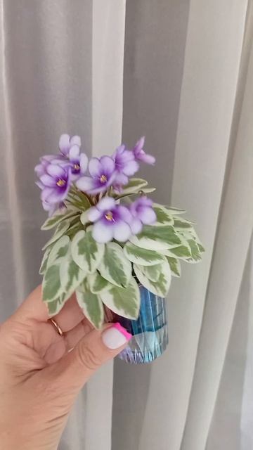 Немного полумини и мини сортов