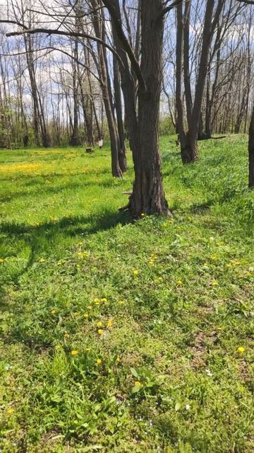 Трава прет!