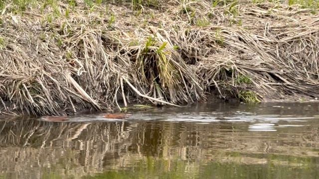 Не повезло, не фортануло парню))