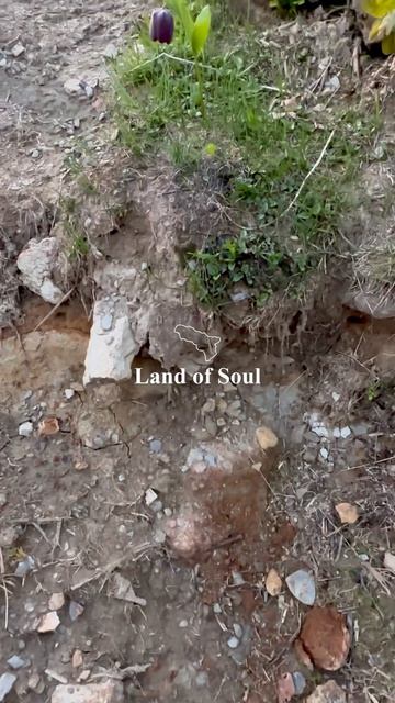 Черный тюльпан. LOS