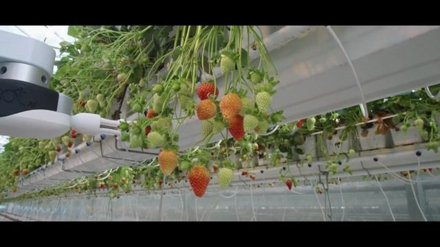 Роботы на ферме.