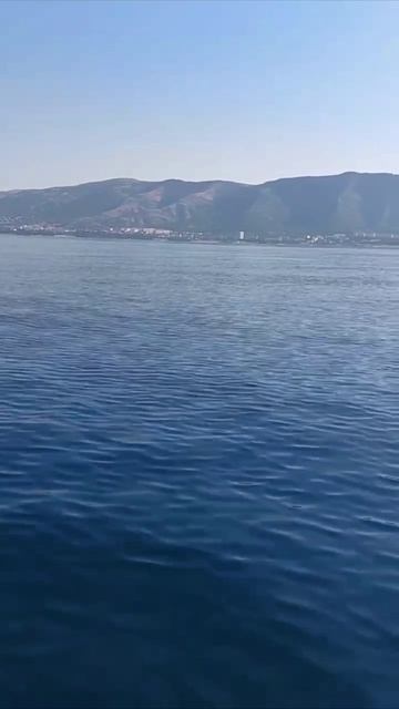 Дельфины в Геленджике на морский прогулке