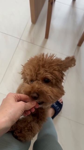 Проиграла в этой битве 🐾