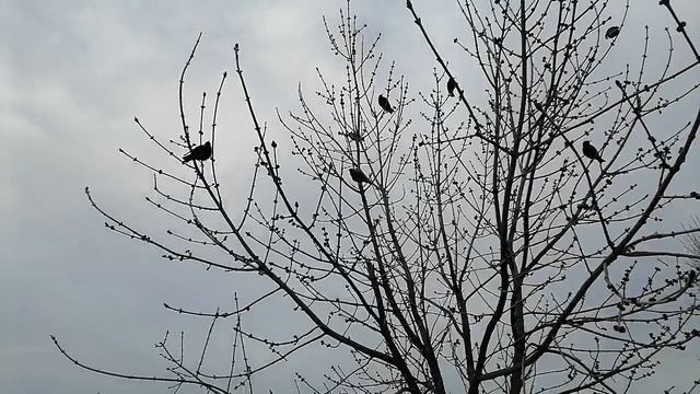 Соловьи у Подворья Свято-Троицкого Александра Свирского мужского монастыря