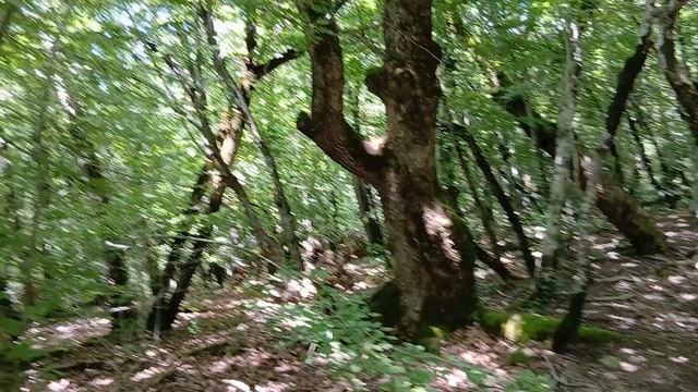 Отметка 4700 на горе Медведь в Архипо-Осиповке встречаются деревья похожие на медведей