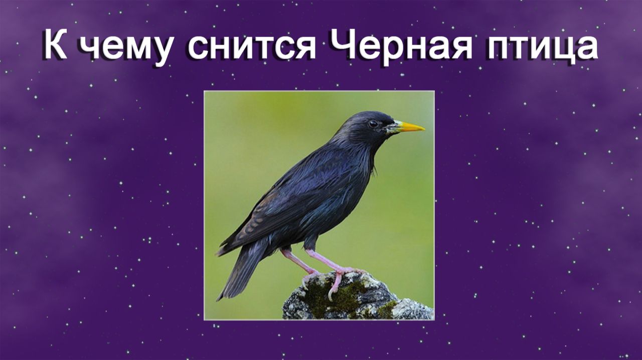 К чему снится Черная птица - толкование сна