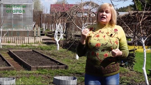 Первая подкормка озимого чеснока!