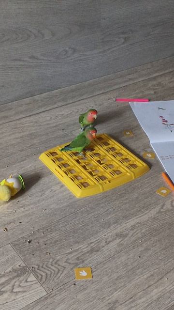 неразлучники