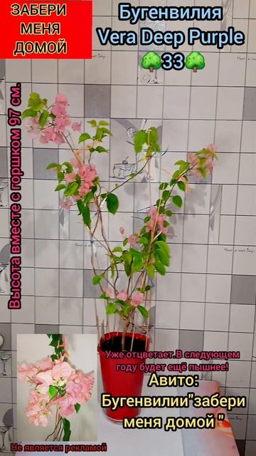 Бугенвилия