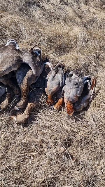 весенняя охота на гуся.