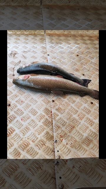 уловы рыбаков в Рыбин Гуде