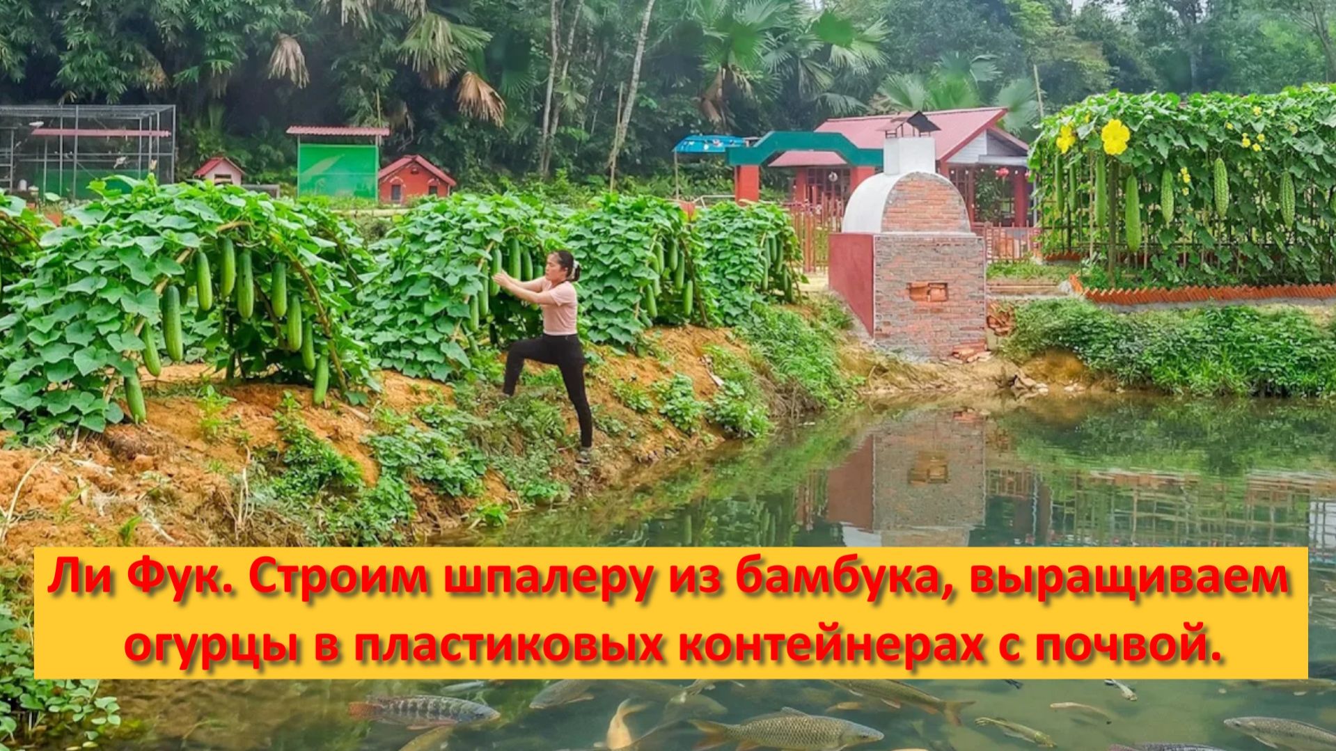 Ли Фук. Строим шпалеру из бамбука, выращиваем огурцы в пластиковых контейнерах с почвой.