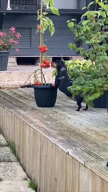 Скоро, , скоро на грядки😏))